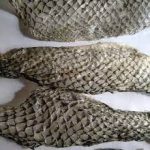 Kulit Ikan Nila, Dicari