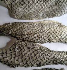 Kulit Ikan Nila